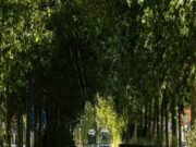 Armani Group supports Milan’s ecological regeneration
