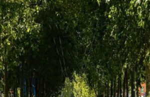 Armani Group supports Milan’s ecological regeneration