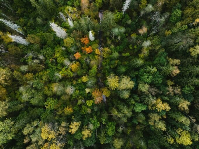 Biodiversity and Business: What the New Regulations Mean for Companies